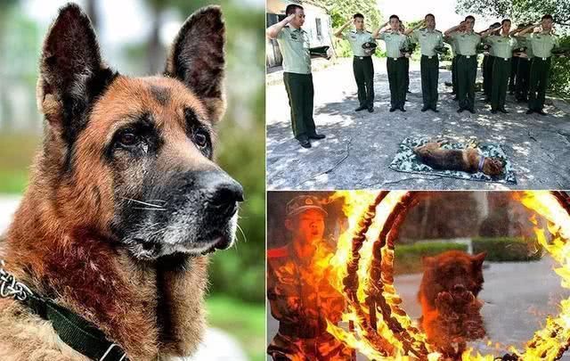 网传福州警犬事件,引爆大家的朋友圈,幸好官方及时辟谣!