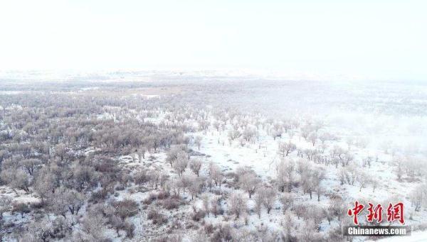 新疆乌尔禾雪盖胡杨林似水墨殿堂