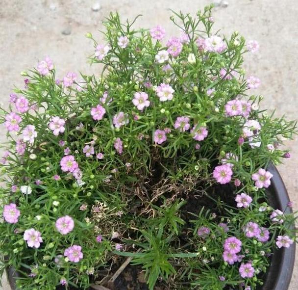 种植@此花盆栽要求低,种植一次可年年赏花,枝叶四季常青长爆盆