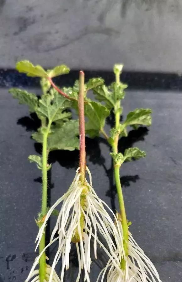  花钱买■“4种花”不用花钱买,折根枝条放水中,半个月生根,好养活的很