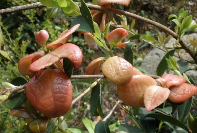 农村这种树叶四月吃最好，含植物氨基酸，错过了只能等明年
