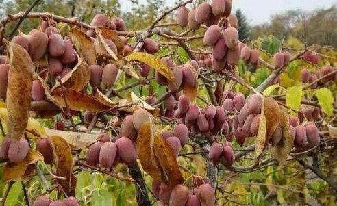  【又一新】永别了玉米，我国又一新型农产品，插土就活，来年就