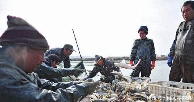 农民在水塘里养它，50块一斤，年赚二十多万