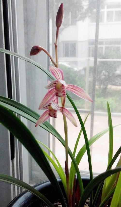  [名品]非常便宜的兰花名品，花色鲜红花香浓郁，开品正格，性价比极高