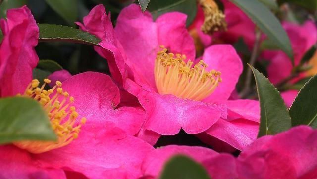 「养山茶花」谦让之花：山茶花，让它在你家阳台绽放起来吧！