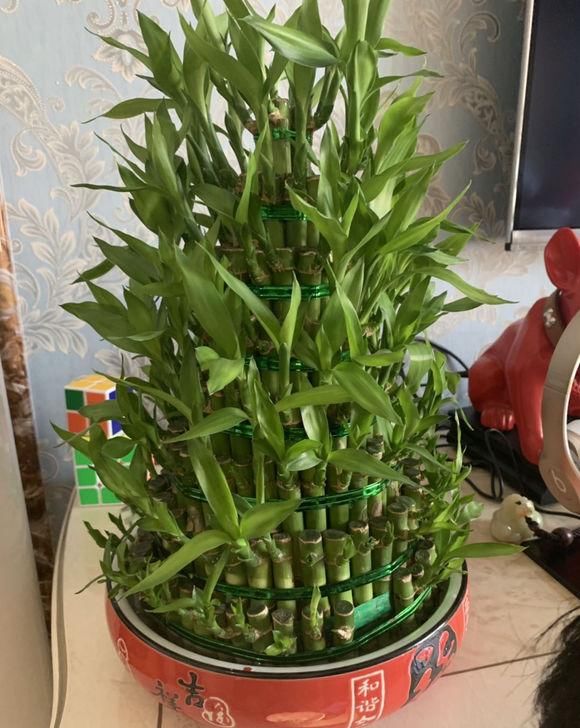 #秀丽#绿植能美化家居,4种绿植清新秀丽,叶子四季绿油油,寓意还很好