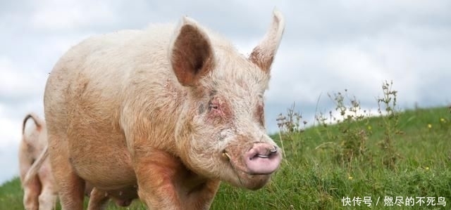  【只重视】养猪人必看！控制猪场饲料成本有诀窍……
