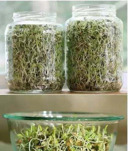  『蔬菜』常见12种蔬菜阳台种植教程，看完又能省下一笔钱啦！