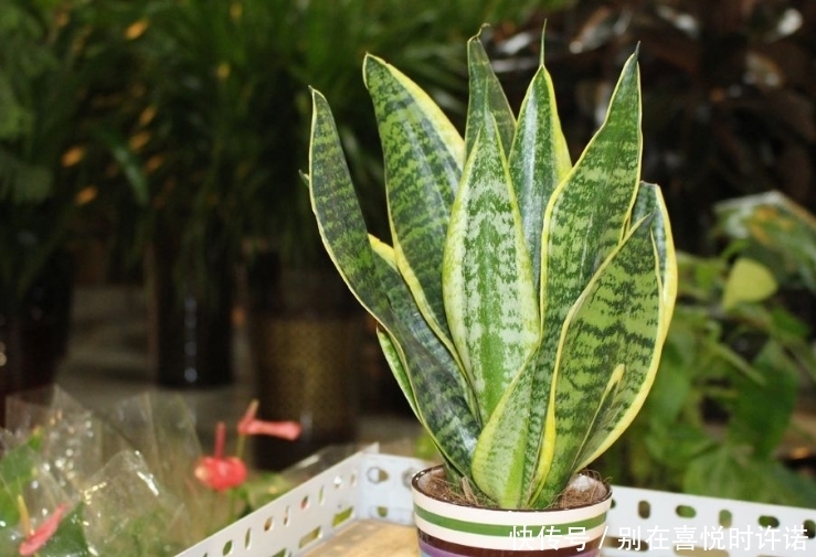  『净化空气』甲醛“杀手”大合集，这6种植物点缀家居，有益健康观赏性十足