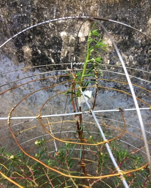  「身价」5块钱一盆的花，养1年变老桩，身价翻了上百倍！
