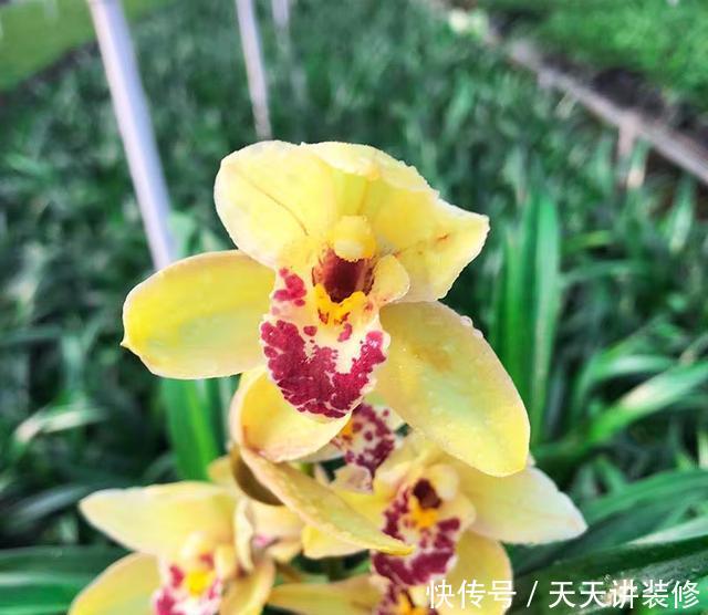  [花开]花开最亮眼的兰花，金光灿灿，香气浓郁，惹人喜爱的建兰皇妃