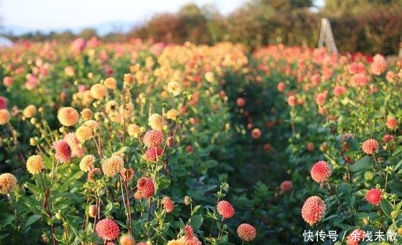 退休后，到乡下建个这样的小院，悠然到老！