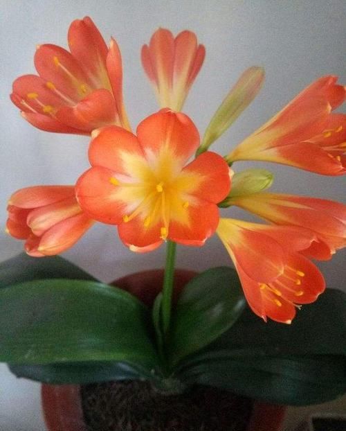  #叶冷水花#几种适合放在厨房的花，吸油除尘，健康又美观