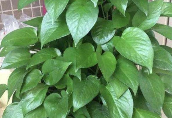 『叶子』气温升高浇花得注意:一种植物对应一种方法,做对了枝叶疯长