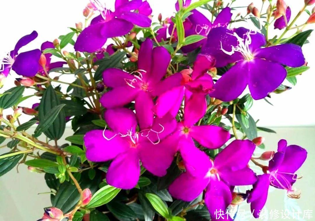  #稀罕#5种花真稀罕，叶子越晒越红彤彤，一盆能开20朵！