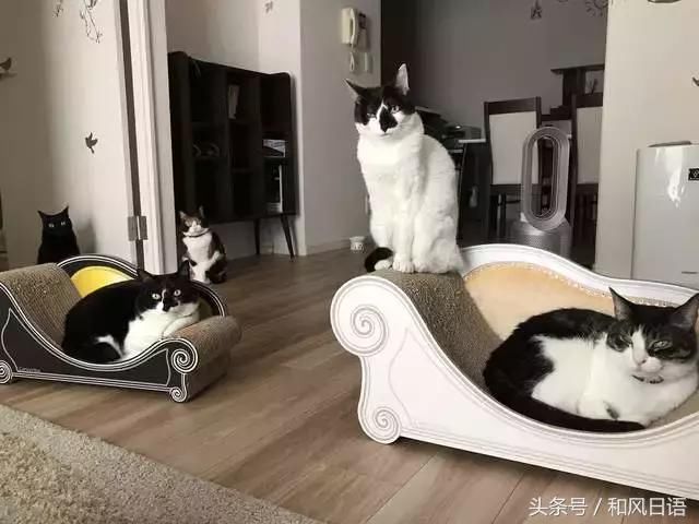 日本网友没按时给主子喂猫粮,结果会是什么下