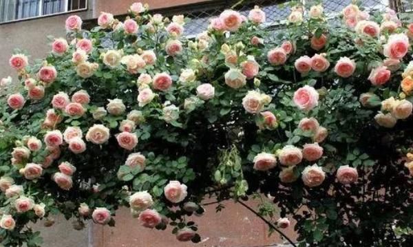  【季花】她用一斤洋葱养出一片花海，邻居都来问什么秘诀，没想到这么简单