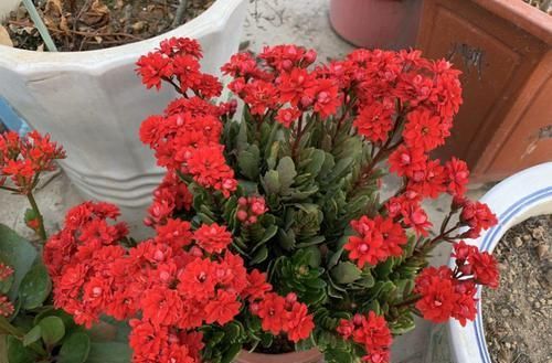  「图片作者」过完年，这花赶紧修剪、扦插，还能再开一茬！