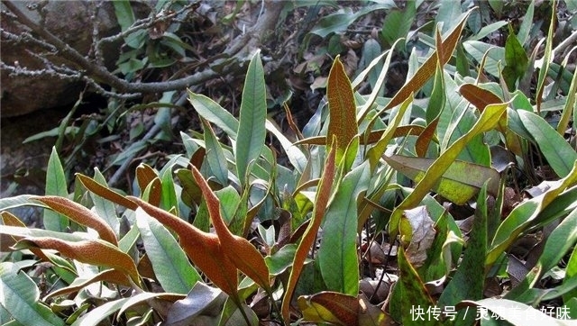  「常见」农村一种常见植物，喜欢长在石头上，现在成了稀罕物，