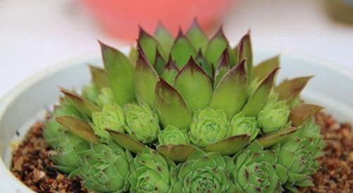  种多肉■养6种“经典”多肉，长了半年“溢出”花盆，霸占了阳台