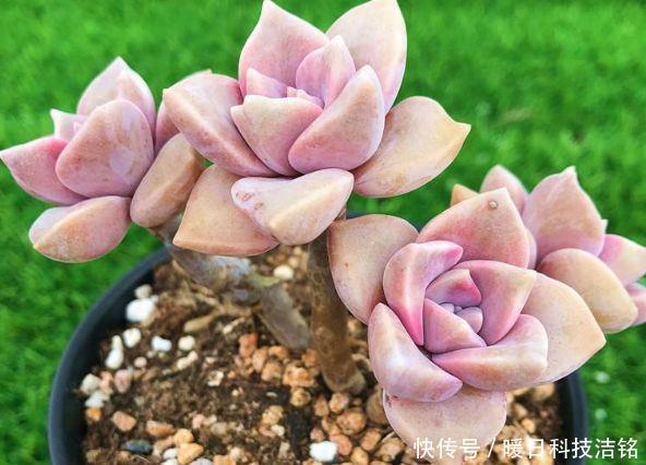 多肉植物夏天干煸养不肥 注意这四点 简简单单养肥养胖 快资讯