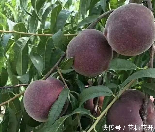 中国最贵的果树，一亩产3300斤，1斤20-40元，家里种2棵就不得了