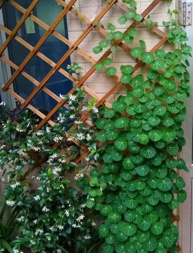  [窜成]18种花，挂窗台窜成绿窗帘，天热了遮阴真凉快！