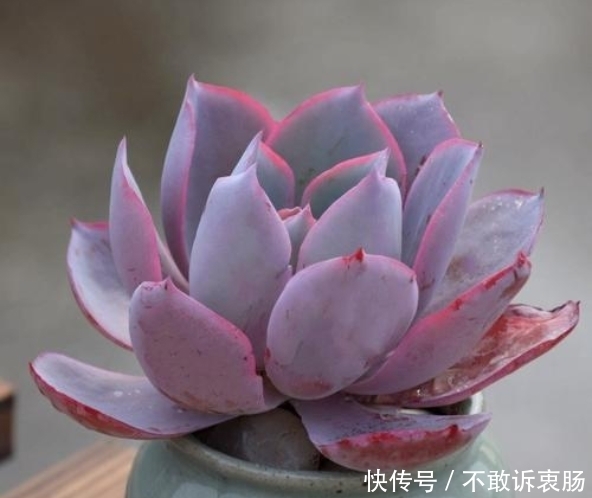 美丽@夏天养多肉晚霞,做好4件事,比晚霞还美丽
