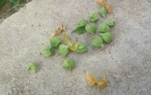  「根茎」农村小孩当玩具，城里却当“黄金果”卖15一斤，你认识