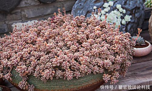 「发芽」新手养花选它,掉落的叶子都能生根发芽,1盆一年能变10盆!
