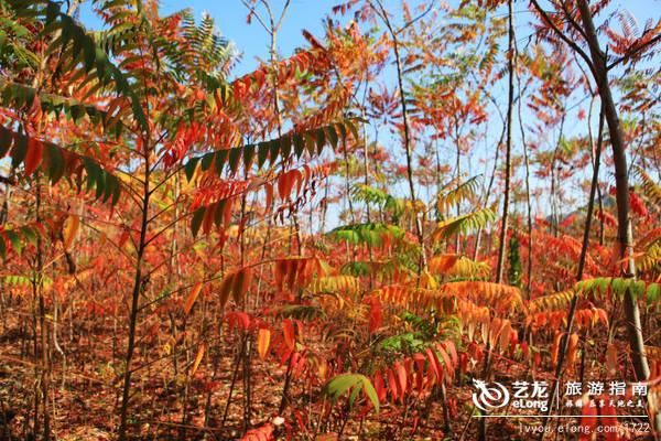 赏秋别扎堆，山东这个北方小城秋意浓，还藏着4A级国家森林公园！