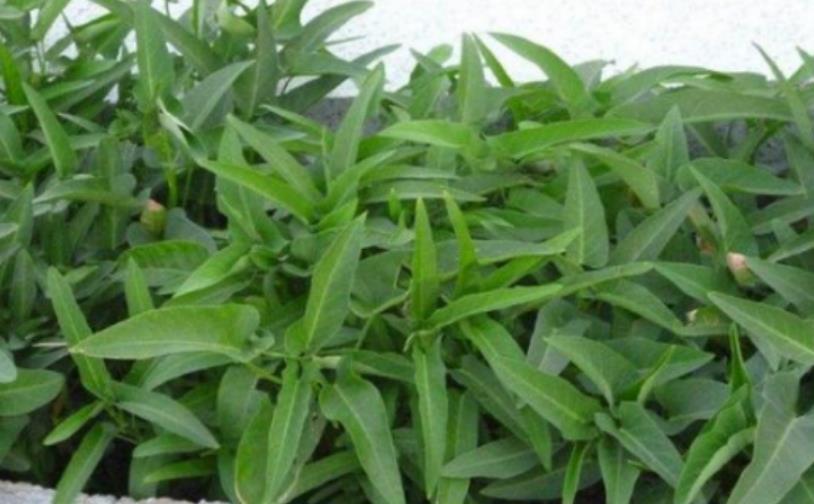 空心菜■养花不如种菜,“4种菜”种阳台,随吃随摘,一吃就是多半年!