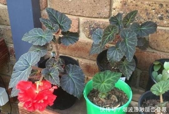 居家|夏季高温天,想要居家赏花就盆栽它们,一片叶子都能扦插成苗