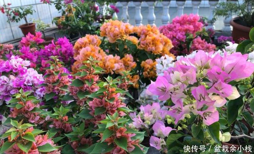  【种类】家里养这几款植物，旺财又养人，日子越过越好，值得拥有！
