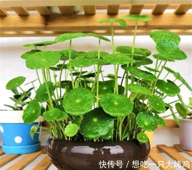 养花■秋季养花第十一期为什么别人水培的铜钱草能叶片大又圆!