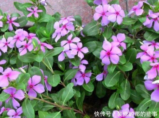 长春花■夏季养护的这些花草,开花不间断,真正开花机器,阳台秒变花园