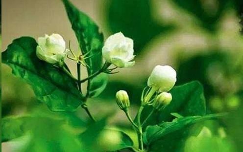  『药用价值』阳台上就这种这些可以吃的花卉，看好好养还好吃！
