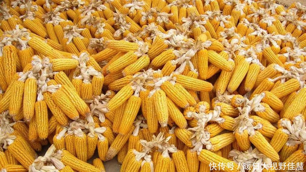 农民当柴烧的玉米芯，有人3毛一斤收购，一年收入十几万！