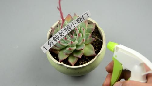  【花椒】一把花椒丢花盆里，省钱又实用，效果真厉害，看了快告知身边人
