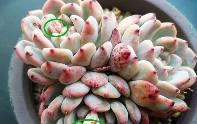  「品种」多肉开花止不住怎么办?3种方法可以选择,保留品种最重要