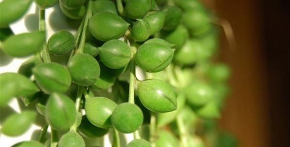  适合■多肉绿之玲介绍，叶片饱满，适合放在办公室