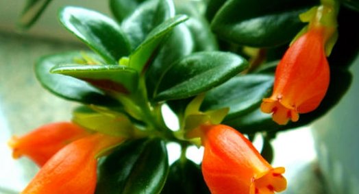  栀子花：养花很操心？5款“皮实”的花卉，花朵烂漫迷人，阳台开成小花园