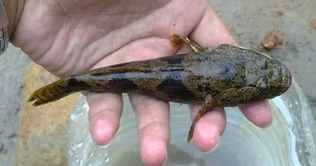 这鱼长得像财鱼，曾因长相丑被嫌弃，如今吃货快要把吃灭绝