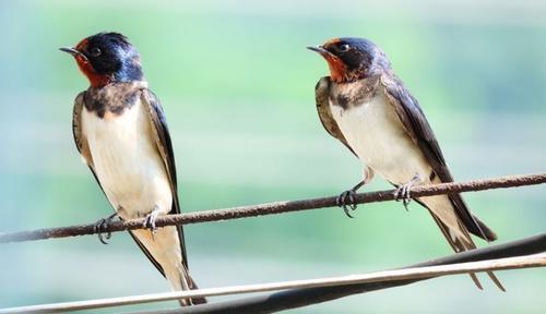  发生：家里有燕子窝，预示这3件事要发生，农民不要打也不要赶！