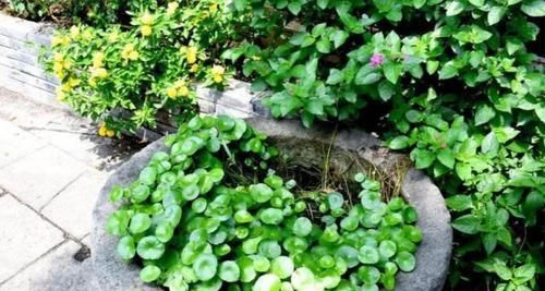 #韵味#养花不用买,4种野草做成盆栽,既美观又具自然韵味