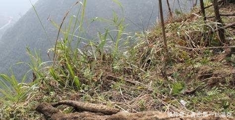  「种植出来」营养价值高，野生1斤100元以上，栽培降低到30元，