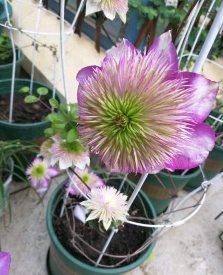  『好看』铁线莲哪种最“好看”？3个经典品种，说啥也得养，越看越喜欢