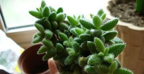  #植物#这3种植物再奇特也不能养，容易闹出“大问题”，有小孩的要注意