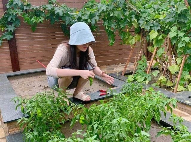 【何捷】张馨予不做饭改种花了, 老公何捷帮不上忙, 只好线上求助网友