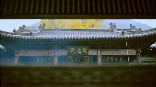 李世民种的银杏树火到国外,美了1400年!西安,火出圈了